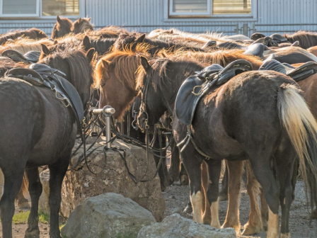 Iceland Horse Riding Tour 